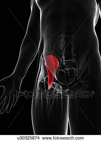 Groin muscle, artwork View Large Illustration Stock Illustration - Groin muscle, artwork. Fotosearch