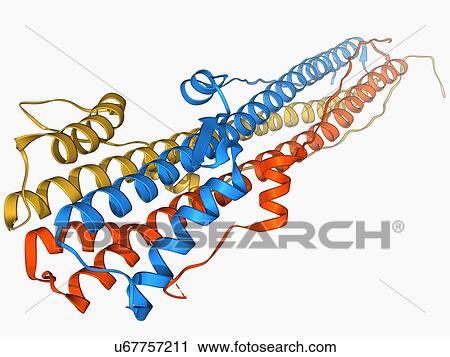 Haemagglutinin protein subunit View Large Illustration Clip Art - Haemagglutinin protein subunit. Fotosearch