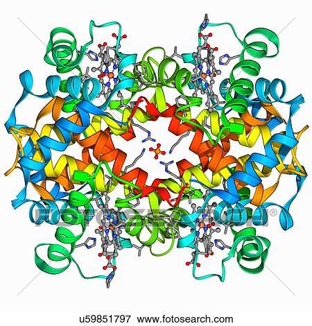 Stock Illustration - Haemoglobin molecule. Fotosearch
