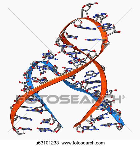 Drawing - Hammerhead ribozyme molecule. Fotosearch