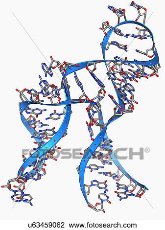 Hammerhead ribozyme molecule View Large Illustration Drawing - Hammerhead ribozyme molecule. Fotosearch