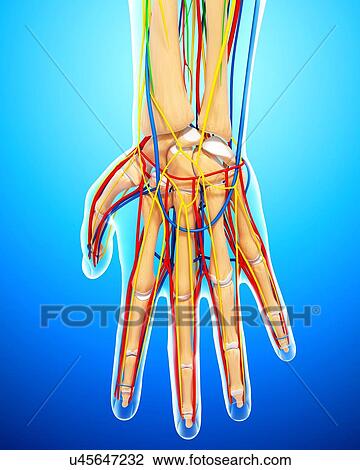 Drawing - Hand anatomy, artwork. Fotosearch