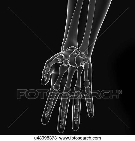 Hand anatomy, artwork View Large Illustration Drawing - Hand anatomy, artwork. Fotosearch
