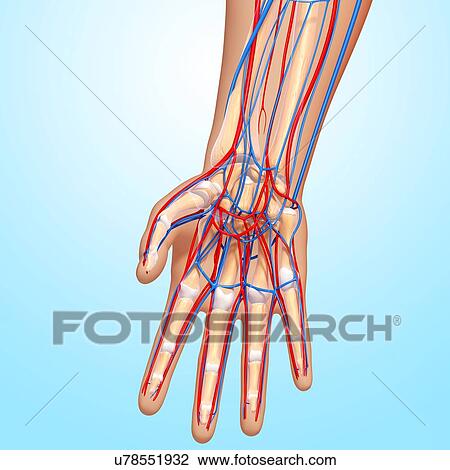 Drawing - Hand anatomy, artwork. Fotosearch