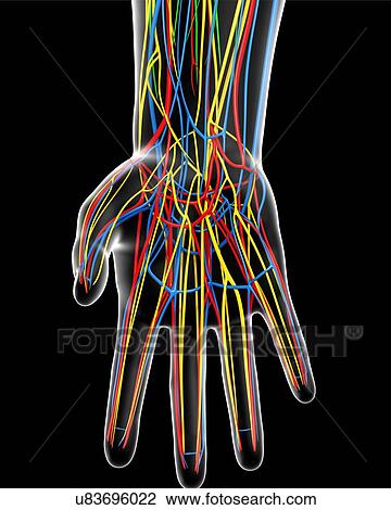 Drawing - Hand anatomy, artwork. Fotosearch