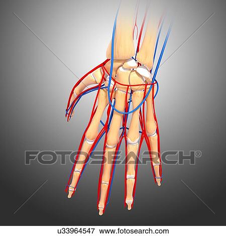 Stock Illustration - Hand anatomy, artwork. Fotosearch