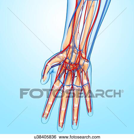Stock Illustration - Hand anatomy, artwork. Fotosearch