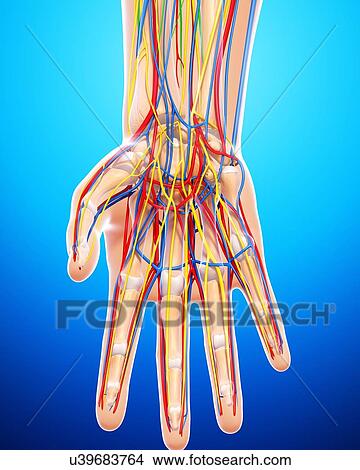 Stock Illustration - Hand anatomy, artwork. Fotosearch