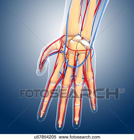 Stock Illustration - Hand anatomy, artwork. Fotosearch