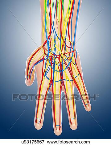 Hand anatomy, artwork View Large Illustration Stock Illustration - Hand anatomy, artwork. Fotosearch
