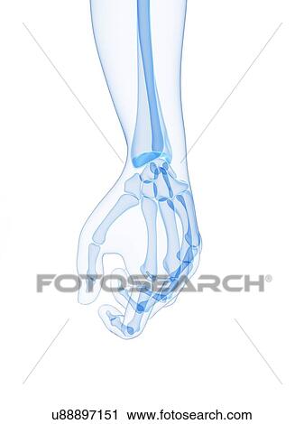 Hand bones, artwork View Large Illustration Clip Art - Hand bones, artwork. Fotosearch