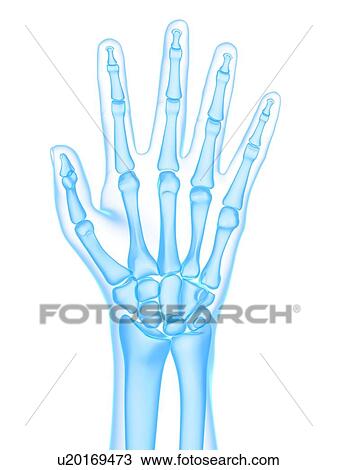 Drawing - Hand bones, artwork. Fotosearch