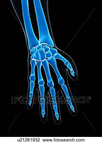 Hand bones, artwork View Large Illustration Drawing - Hand bones, artwork. Fotosearch
