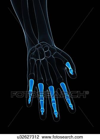 Hand bones, artwork View Large Illustration Drawing - Hand bones, artwork. Fotosearch