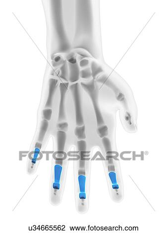Drawing - Hand bones, artwork. Fotosearch