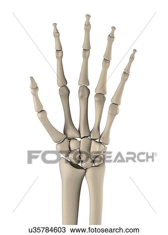Drawing - Hand bones, artwork. Fotosearch