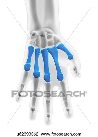 Drawing - Hand bones, artwork. Fotosearch