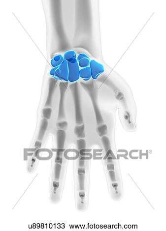 Drawing - Hand bones, artwork. Fotosearch
