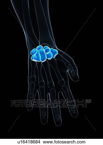 Stock Illustration - Hand bones, artwork. Fotosearch