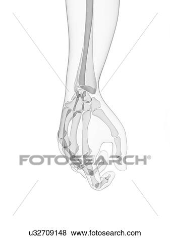 Hand bones, artwork View Large Illustration Stock Illustration - Hand bones, artwork. Fotosearch