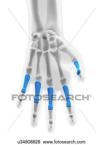 Hand bones, artwork View Large Illustration Stock Illustration - Hand bones, artwork. Fotosearch