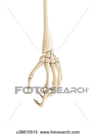 Stock Illustration - Hand bones, artwork. Fotosearch