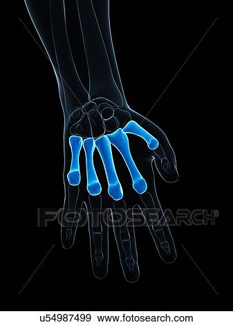 Hand bones, artwork View Large Illustration Stock Illustration - Hand bones, artwork. Fotosearch