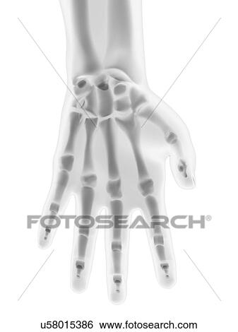 Hand bones, artwork View Large Illustration Stock Illustration - Hand bones, artwork. Fotosearch
