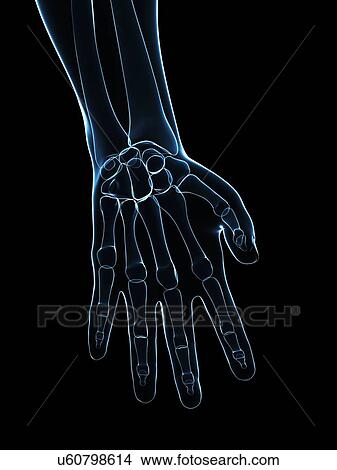 Hand bones, artwork View Large Illustration Stock Illustration - Hand bones, artwork. Fotosearch