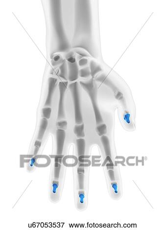 Hand bones, artwork View Large Illustration Stock Illustration - Hand bones, artwork. Fotosearch