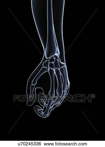 Hand bones, artwork View Large Illustration Stock Illustration - Hand bones, artwork. Fotosearch