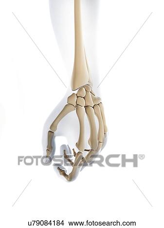 Hand bones, artwork View Large Illustration Stock Illustration - Hand bones, artwork. Fotosearch