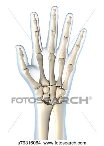 Hand bones, artwork View Large Illustration Stock Illustration - Hand bones, artwork. Fotosearch