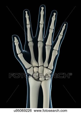 Stock Illustration - Hand bones, artwork. Fotosearch