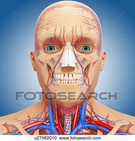 Head anatomy, artwork View Large Illustration Clipart - Head anatomy, artwork. Fotosearch