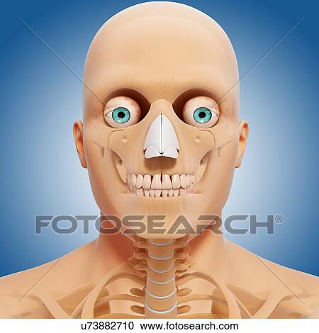 Head anatomy, artwork View Large Illustration Clipart - Head anatomy, artwork. Fotosearch