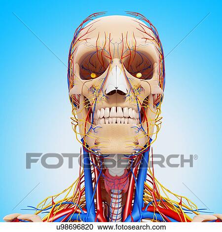 Clipart - Head anatomy, artwork. Fotosearch