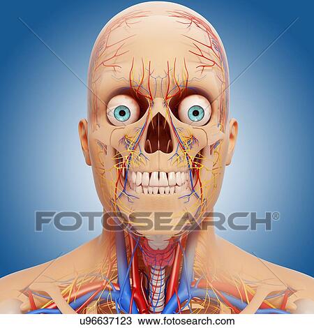 Head anatomy, artwork View Large Illustration Drawing - Head anatomy, artwork. Fotosearch