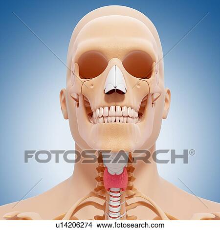 Head anatomy, artwork View Large Illustration Stock Illustration - Head anatomy, artwork. Fotosearch