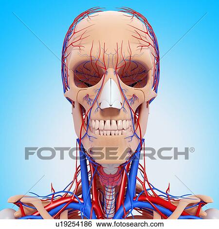Head anatomy, artwork View Large Illustration Stock Illustration - Head anatomy, artwork. Fotosearch