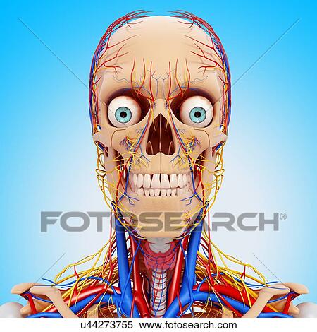 Head anatomy, artwork View Large Illustration Stock Illustration - Head anatomy, artwork. Fotosearch