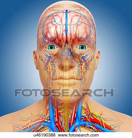 Head anatomy, artwork View Large Illustration Stock Illustration - Head anatomy, artwork. Fotosearch