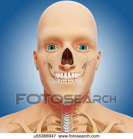 Head anatomy, artwork View Large Illustration Stock Illustration - Head anatomy, artwork. Fotosearch