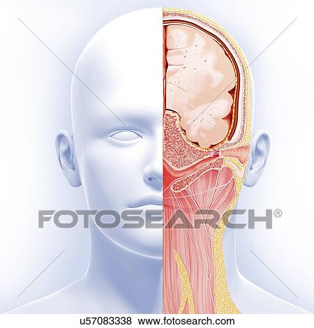 Head anatomy, artwork View Large Illustration Stock Illustration - Head anatomy, artwork. Fotosearch