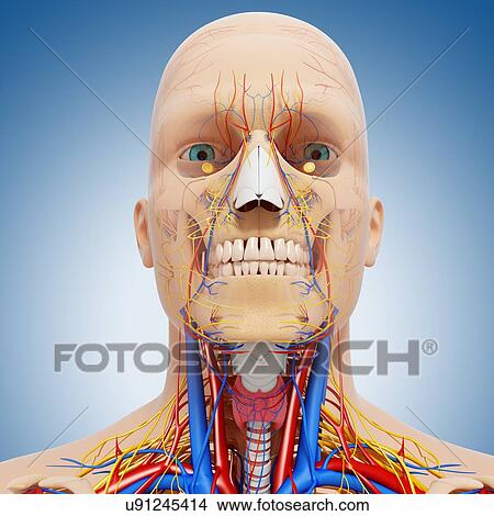 Head anatomy, artwork View Large Illustration Stock Illustration - Head anatomy, artwork. Fotosearch
