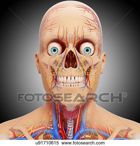 Head anatomy, artwork View Large Illustration Stock Illustration - Head anatomy, artwork. Fotosearch