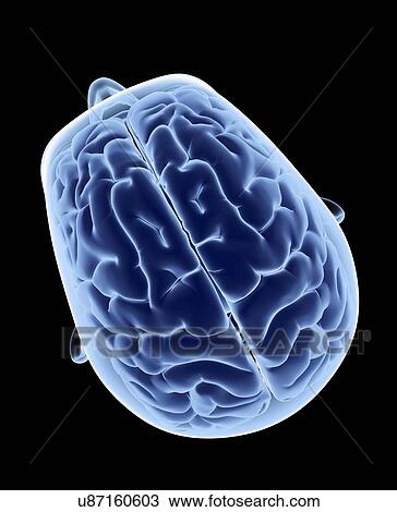 Head and brain, artwork View Large Illustration Drawing - Head and brain, artwork. Fotosearch