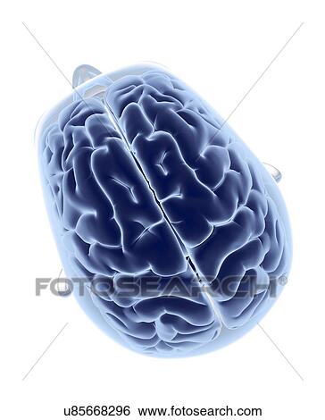 Stock Illustration - Head and brain, artwork. Fotosearch