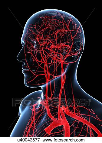 Head and neck arteries, artwork View Large Illustration Stock Illustration - Head and neck arteries, artwork. Fotosearch