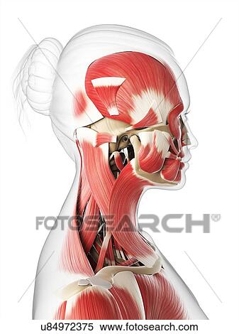 Stock Illustration - Head and neck muscles, artwork. Fotosearch